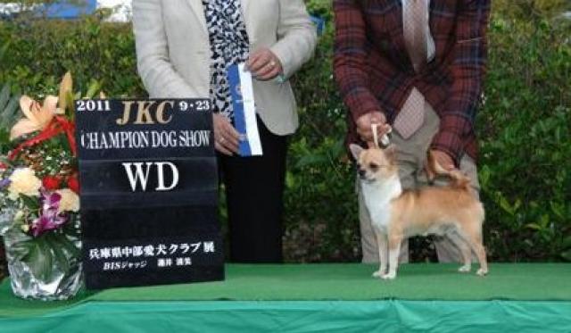 チワワ専門　ベルニ犬舎