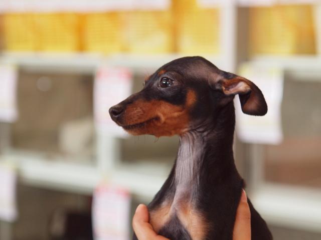 ミニチュアピンシャー