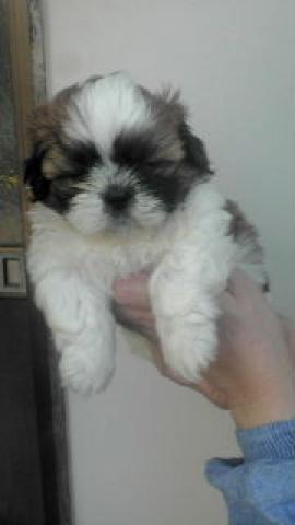 シーズー