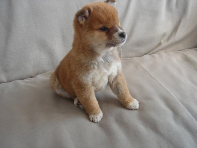 柴犬