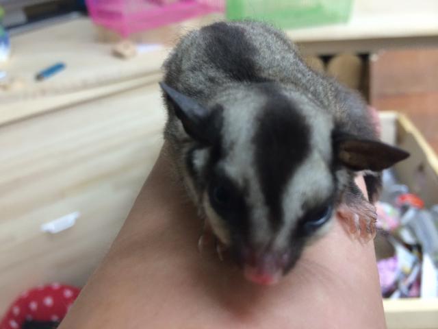 フクロモモンガ
