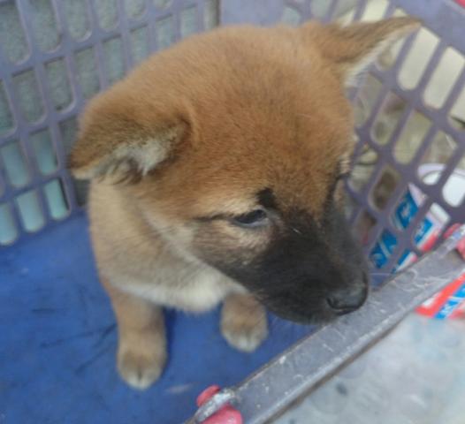 柴犬