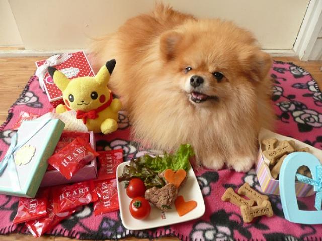 ポメラニアン専門犬舎 SKIP BEAT