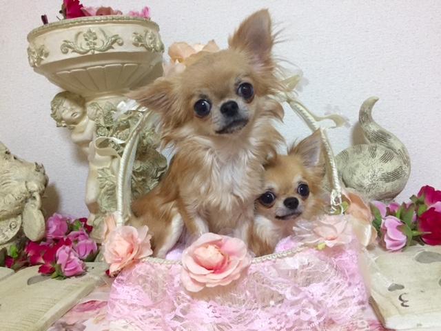 チワワ専門　PRETTY POWER