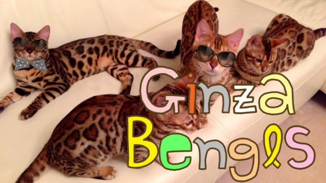 ベンガル猫のキャッテリー（Ginza Bengals）
