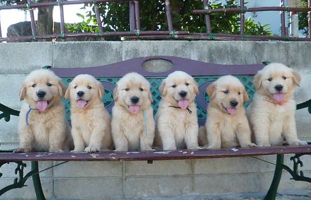 ＰＡＲＴＮＥＲ　ＤＯＧ犬舎