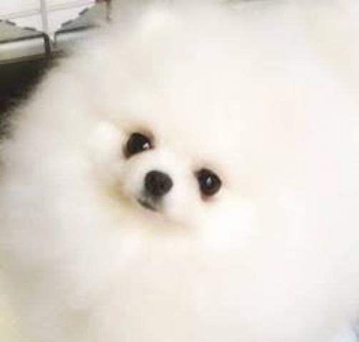 TWINKLESNOW