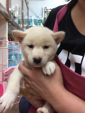 柴犬