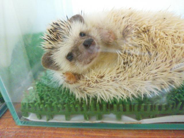 Riccio＊リッチョ－アヒルとハリネズミ生活－