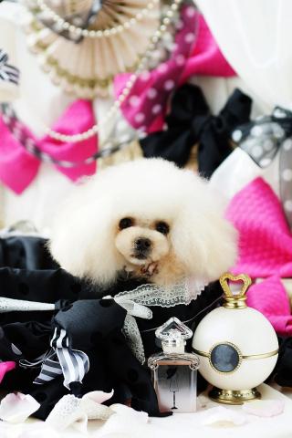 ☆etoile kennel☆