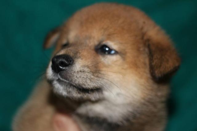 柴犬