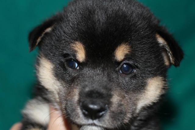 柴犬
