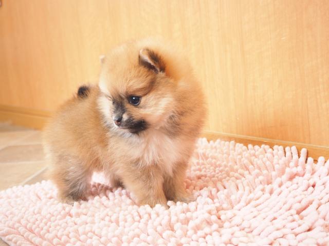 ポメラニアン