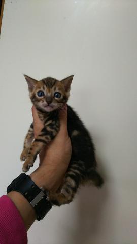 ベンガル