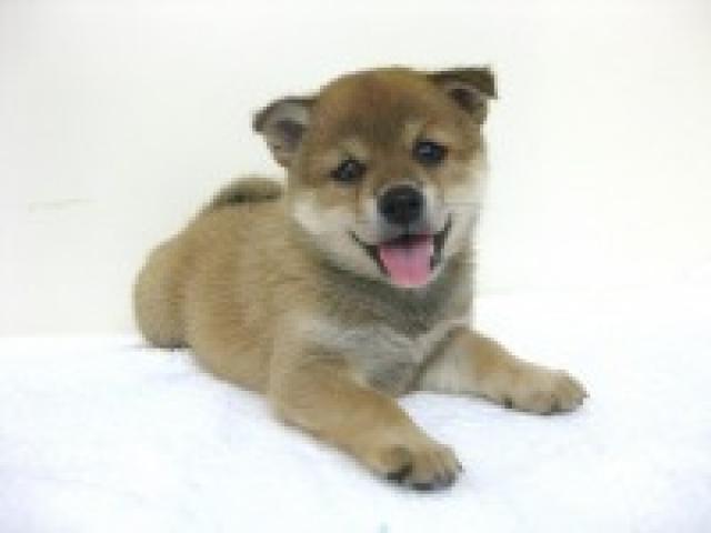 柴犬