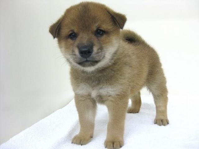 柴犬