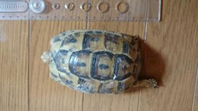 ヒョウモンリクガメ
