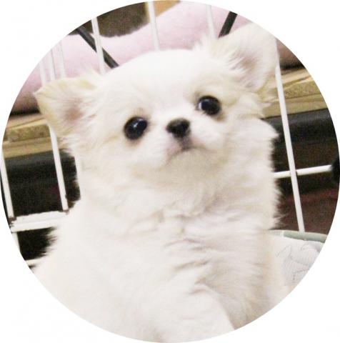 PETSHOP MERRILY