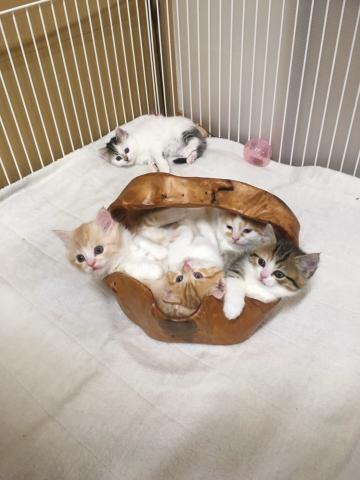 ねこ屋 しゅうtan
