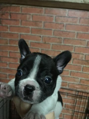 フレンチブルドッグ