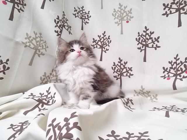 ノルウェージャンフォレストキャット