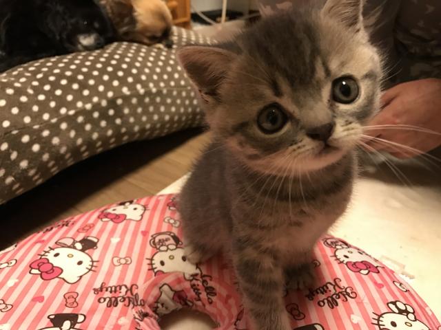 ブリティッシュショートヘア