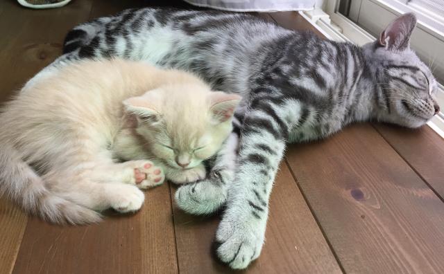 メルシーキャットライフ