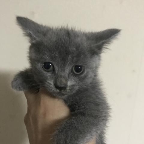 ブリティッシュショートヘア