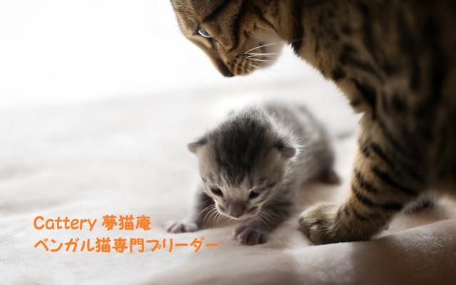 ベンガル猫専門ブリーダー　Cattery 夢猫庵