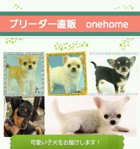 onehome犬舎
