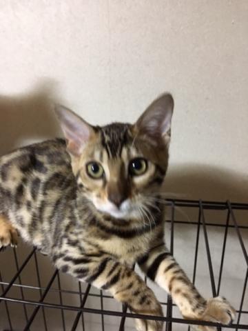 ベンガル
