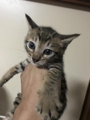 ベンガル
