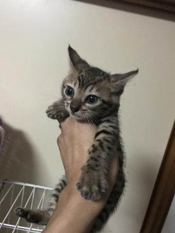 ベンガル