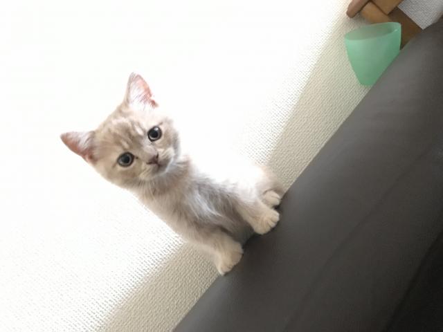 ブリティッシュショートヘア激かわ‼️