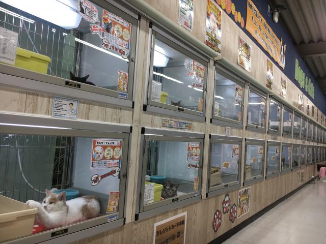 コーナン　ペットプラザ　平野瓜破店