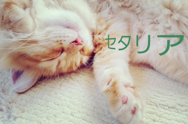 セタリア