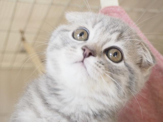 スコティッシュフォールド