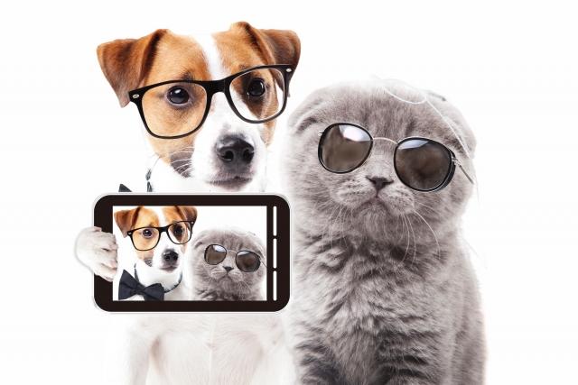 ペットショップ子犬家