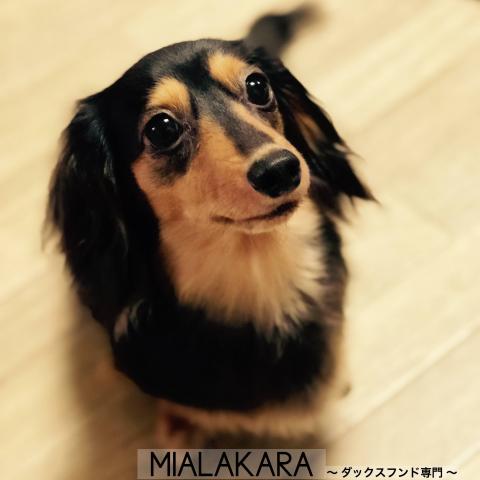 MIALAKARA