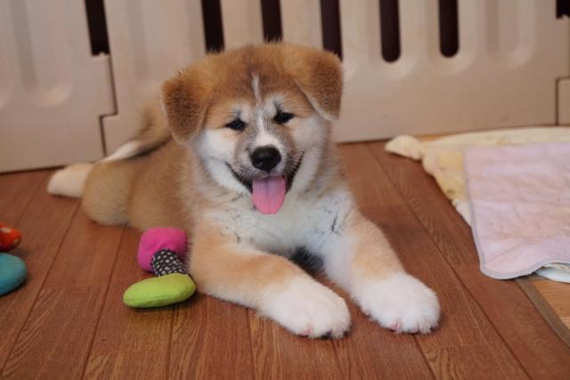 秋田犬