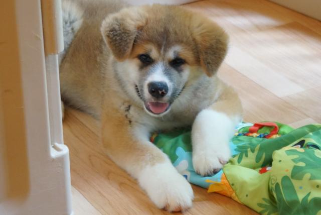 秋田犬