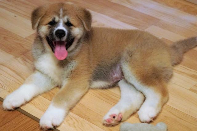 秋田犬