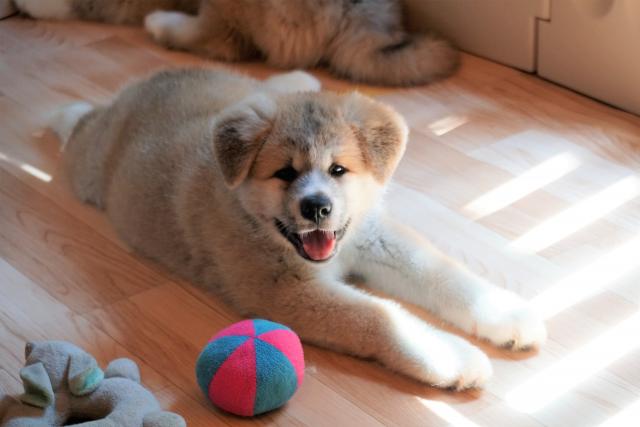 秋田犬