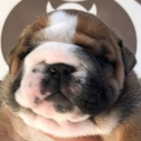 ＢＵＬＬＤＯＧ　ＢＡＮＣＨＯＵ