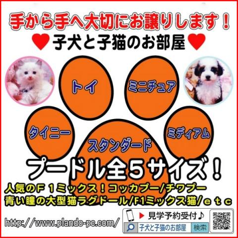 💕子犬と子猫のお部屋💕ペットショップ＆ブリーダー💕