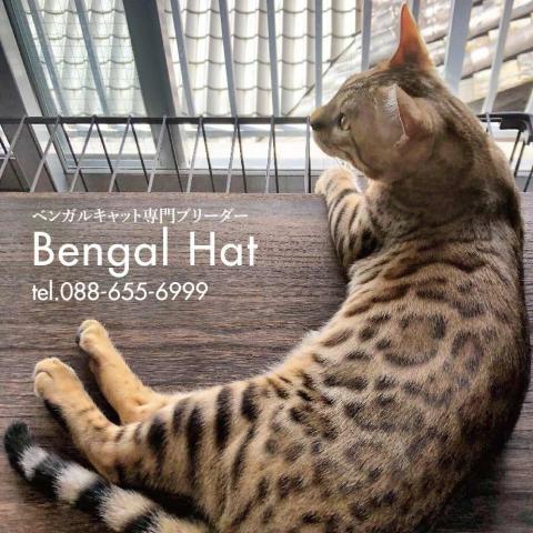 Bengal Hat