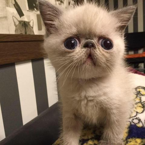 MARINS CATTERY 