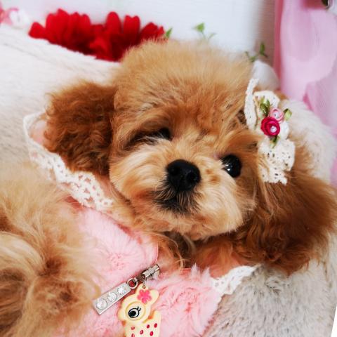 プードルハウス🐩lovely-one