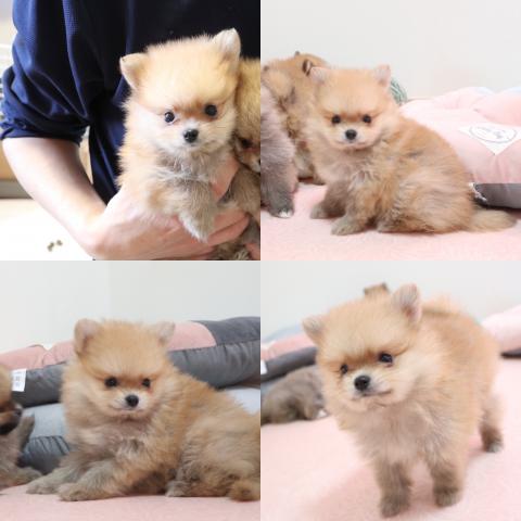 ポメラニアン