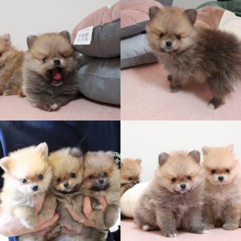 ポメラニアン